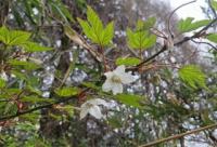 モミジイチゴ２ (2).jpg